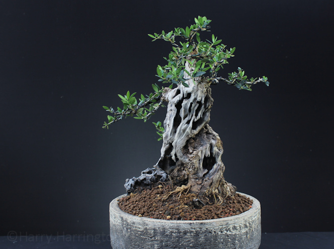 olive bonsai deadwood